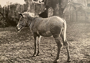 Zebra di Grevy Foto Prof Alberto Stefanelli, 1938, per gentile concessione della famiglia